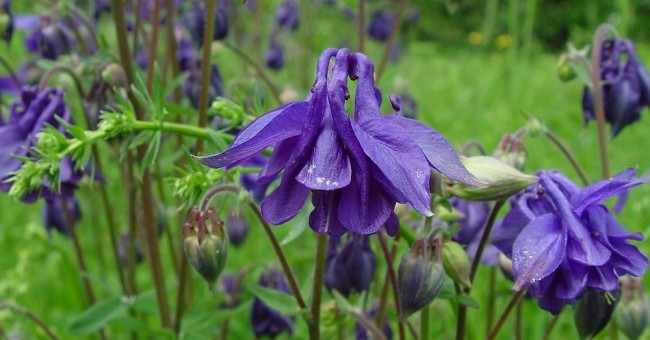 Aquilegia vulgaris